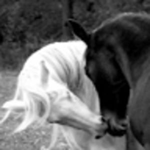 Meet your Posher, Ava